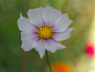 大波斯菊Cosmos bipinnata 桔梗目 菊科 秋英属
wonderful nature by edithnero on 500px