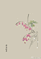 #365天生日花#  4月4日 荷包牡丹(Dicentra spectabilis)
花语：爱心永驻 ​​​​
