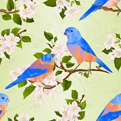 蓝知更鸟,画眉,纹理效果,分离着色,可爱的,白色,自然,推特鸟,野生动物,图像