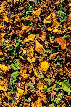 狐狸，曼奇，噪音