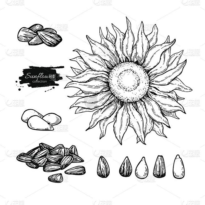 向日葵种子和花矢量绘图集。手绘孤立插图。食品成分示意图。