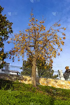 柿子树,橙色,水果,丰富,秋季系列,垂直画幅,天空,草,冬天,风景