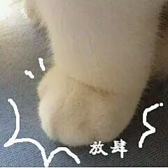 猫_相关表情包，逗比拯救世界--专业的表情包搜索网站