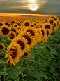 Nature's Beauty! / Sunflower field