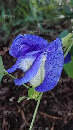 蝴蝶豌豆花呈环状盛开，