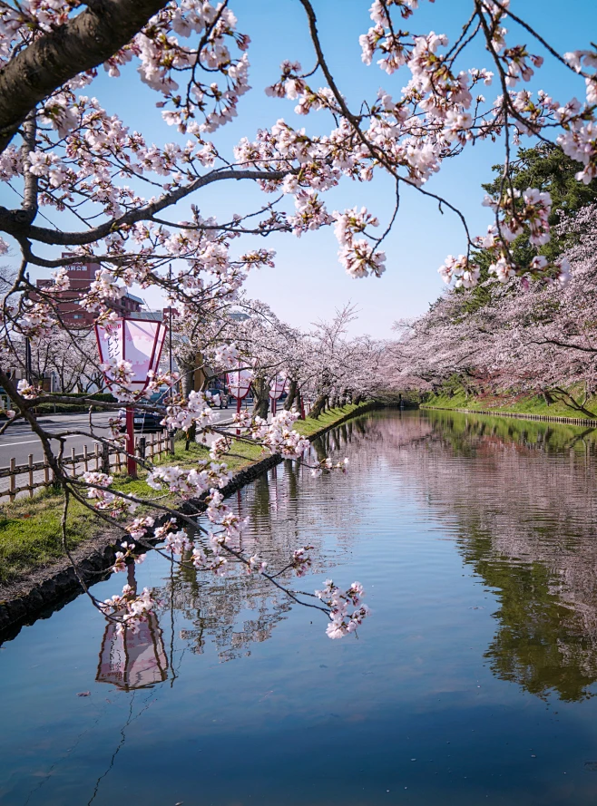 青森县的弘前公园图片_花海-樱花、彩叶图片素材-花瓣网