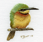 bee eater