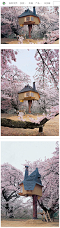 Terunobu Fujimori：被樱花所围绕的美丽树 设计圈 展示 设计时代网-Powered by thinkdo3 #空间设计#