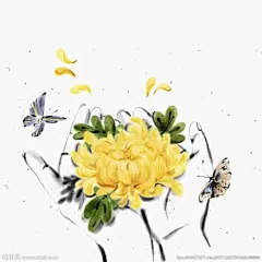 菊花插画_百度图片搜索