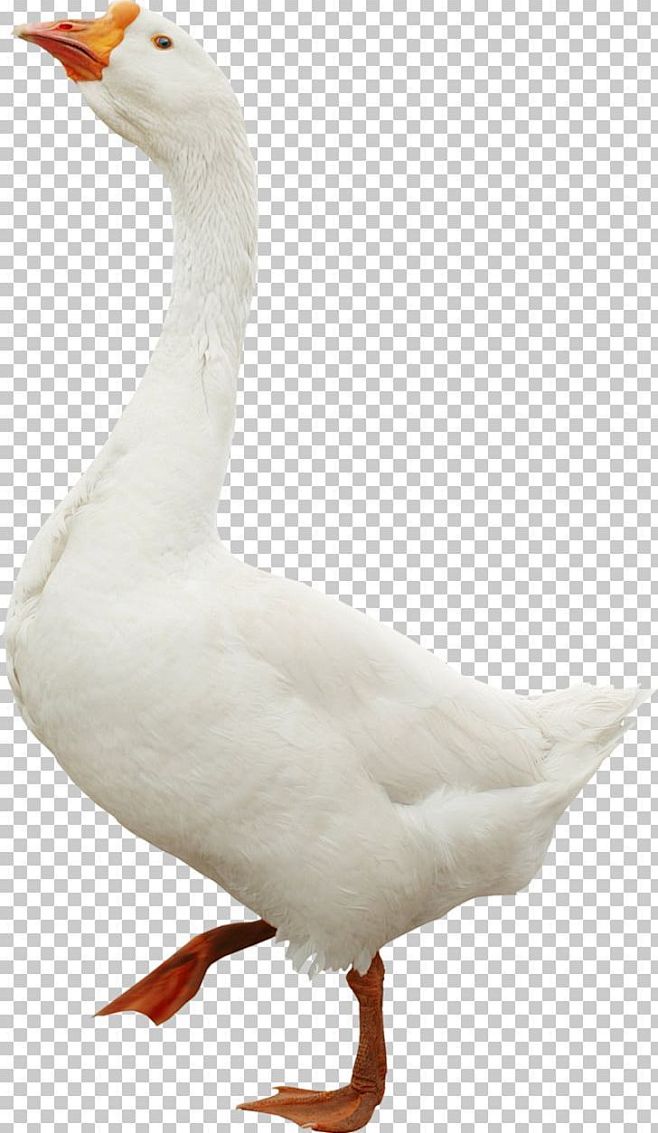 Toulouse Goose Bird Duck Domestic Goose PNG - Free Download-花瓣网