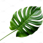 绿色植物叶子树叶装饰元素