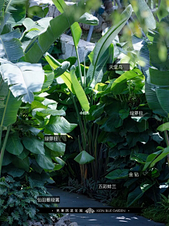小馒花花采集到热带
