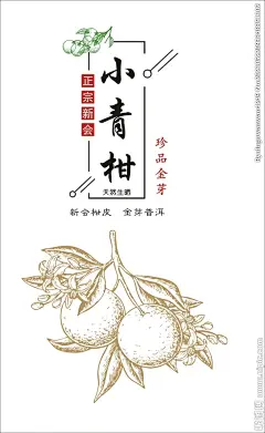 小青柑 柑普 矢量线条
