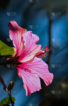 木槿属,维萨亚群岛,垂直画幅,美,无人,特写,东南亚,植物,彩色图片,小心轻放