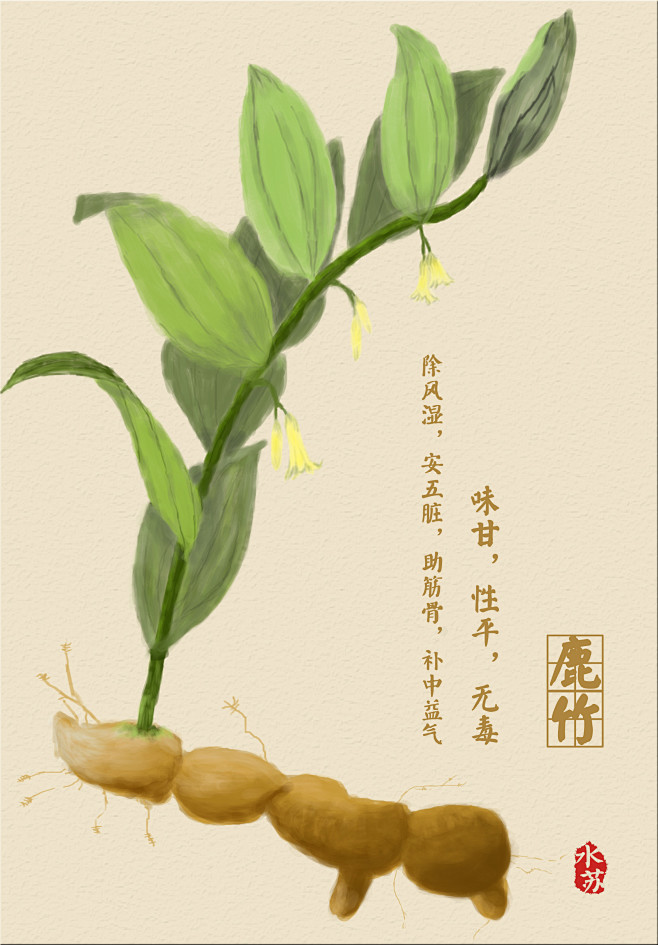 本草纲目鹿竹