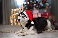 点击来源直接获取大图文件 |dog under the christmas tree at home