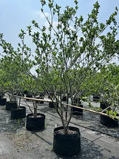 多花栀子树，喜欢这种稀稀落落的感觉图片_05-植物图片素材-花瓣网