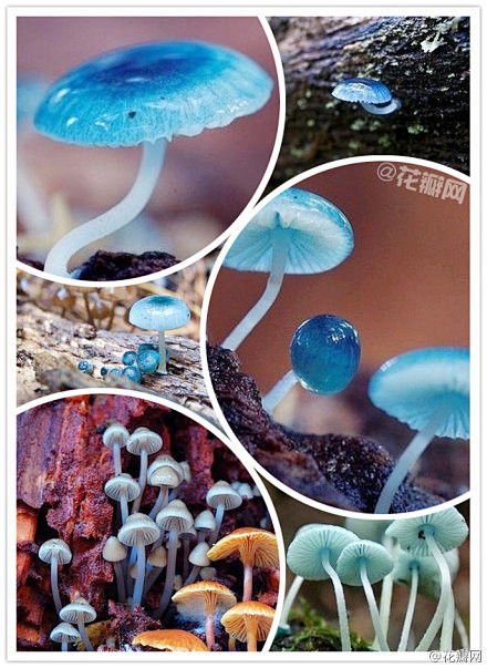 #花瓣花语录#炫蓝蘑菇mycena in...