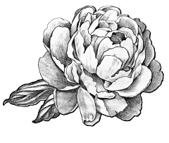 【植物插画系列图集下载】创意叶子草本花卉绘本绘画