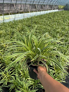 成为温暖的光采集到植物配置-灌木单体