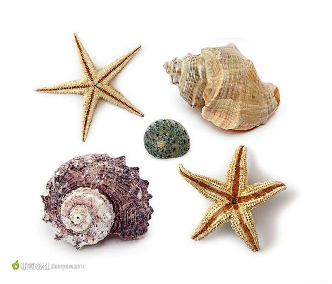 海星及海螺高清摄影图片素材