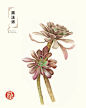 #飞乐鸟作品#《色铅笔下的植物王国》——用心诠释植物的美，在创造美的同时让你享受绘画带来的乐趣！热爱生活，留意身边的植物，创造属于自己的植物王国吧！