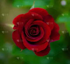 玫瑰花在绿色模糊的背景上。