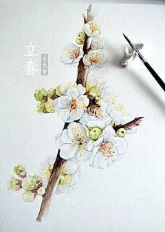 作品：【立春】手绘水彩梅花  @北坤人素材