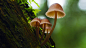 #mushrooms, #nature | Wallpaper No. 178741 - wallhaven.cc