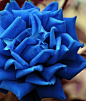天然蓝玫瑰，是一种转基因的玫瑰品种。蓝色妖姬，它并不是真正的蓝玫瑰，而是用白玫瑰或白月季染成蓝色的。也有以《蓝玫瑰》为名的诗歌。
一种是真正的蓝玫瑰，是一种转基因的玫瑰品种，该品种由日本三得利公司首次培育成功。并将于2009年11月3日正式发售，售价在2000-3000日元之间。日本三得利公司耗资30亿日元培育而成，于2006年5月11日在日本大阪世界玫瑰大会上首次亮相的。