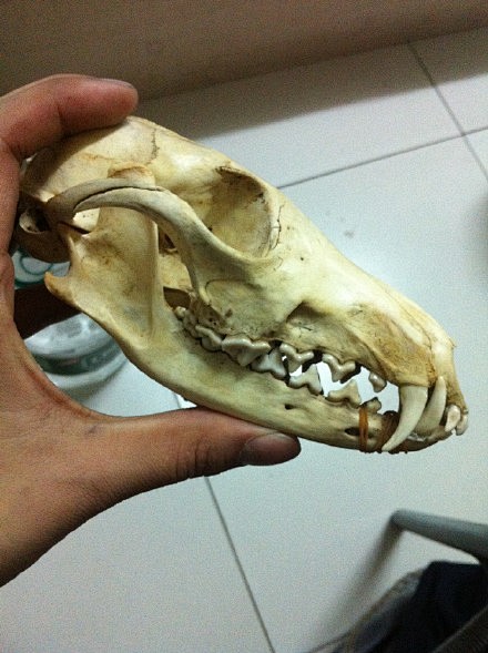狐狸头骨
