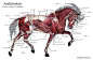 horse anatomy model - Google Search