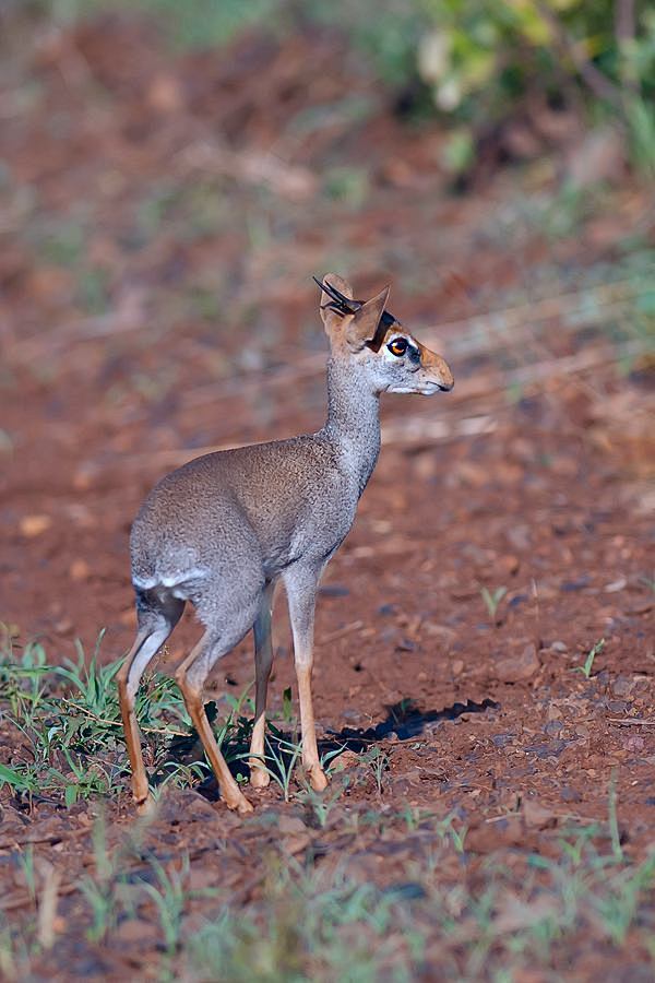 偶蹄目牛科羚羊亚科银犬羚
