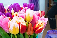 郁金香,花束,特写,多色的,贺卡,清新,浪漫,春天,乡村风格,植物