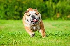 点击来源直接获取大图文件 |奔跑的英国斗牛犬