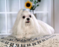 马尔济斯犬，欧洲最古老的犬种。宠物_狗-kales图集-图喔喔(mytuoo.com)