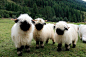 有哪些长得比较逆天的动物？ - 知乎瓦莱黑鼻羊（Valais Blacknose），它们是瑞士瓦莱地区培育出来的一个山羊品种。它们有着黑色的脸、黑色的耳朵、黑色的双膝和四肢，还有非常蓬松的毛，看起来就像从《小羊肖恩》的卡通片里走出来的。它们有一定的毛用价值，但主要还是一个肉用品种。