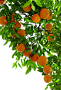 橘子-树枝丫