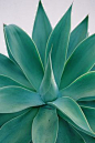 Agave attenuata...soft, lush growth and no spines, but it is frost tender.