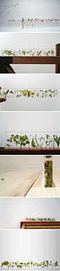 植物之尺，来自日本studio note