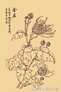 白描菊花