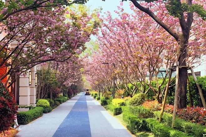 花林夹道
