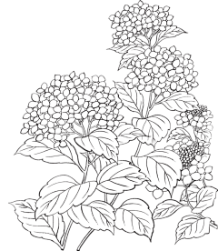 Xiaoean采集到素描
