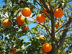 橘子, 水果, 橙, 柑橘类水果, 树,...