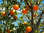 橘子, 水果, 橙, 柑橘类水果, 树, 叶子, 审美, 叶面肥, 长春, 柑橘