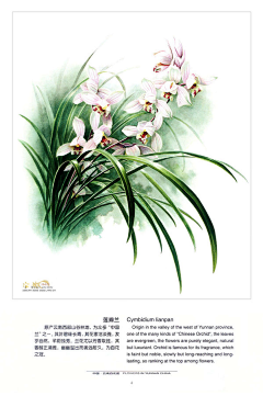 DD-采集到植物