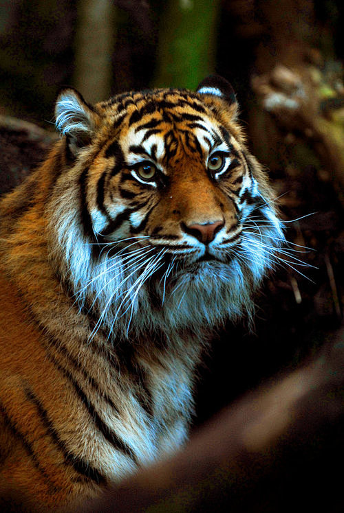 Twilight Tigress by ...