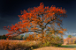 Photograph Melancholy Tree by Philippe Sainte-Laudy on 500px