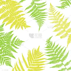 蕨类,叶子,背景,复叶,华丽的,请柬,环境,植物群,模板,枝繁叶茂