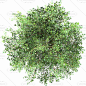 TREES TOP VIEW - Buscar con Google: 